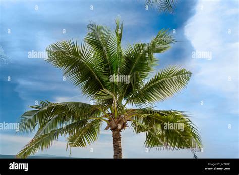 Nature Palm Tree Tropical Sky Stock Photo Alamy