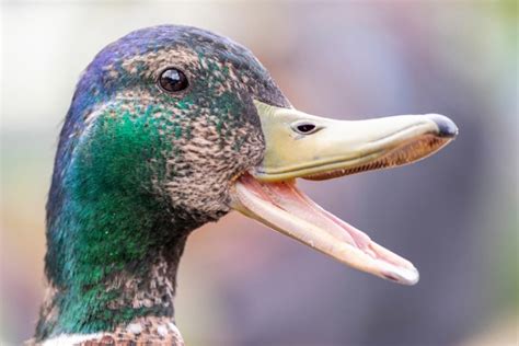 Do Ducks Purr The Interesting Answer Pet Arenas