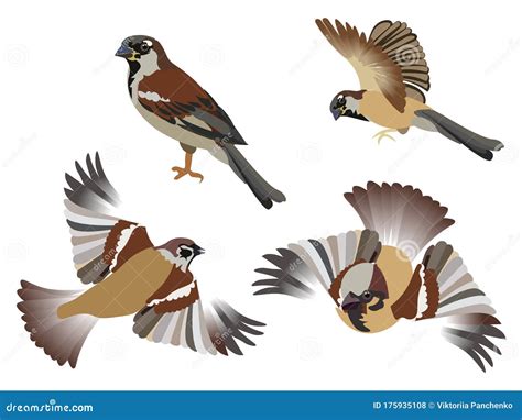 Cartoon Sparrows Wild Funny Animals Flying Brown Birds Moving Chirp