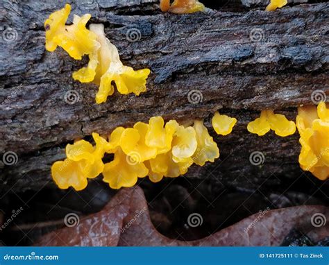 Yellow Jelly Fungus Stock Image Image Of Woods Forest 141725111