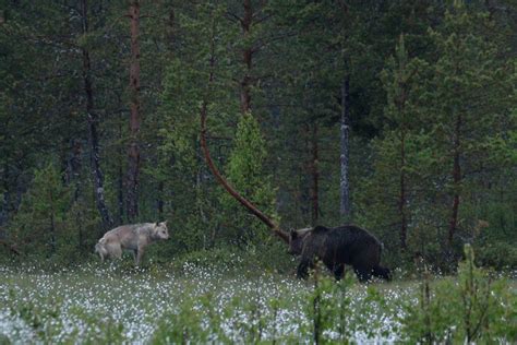 Brown Bears In Finland Finland Wildlife Holiday Europe Trip Idea