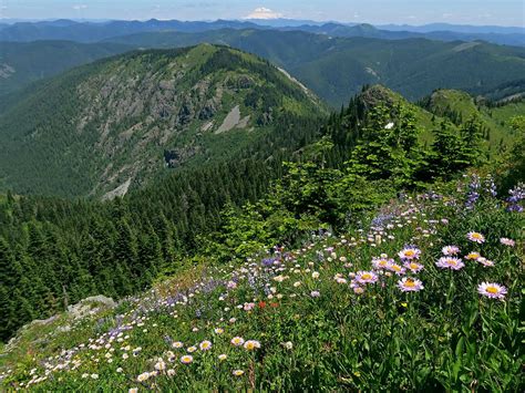 Northwest Wildflowers Silver Star Mountain Washington