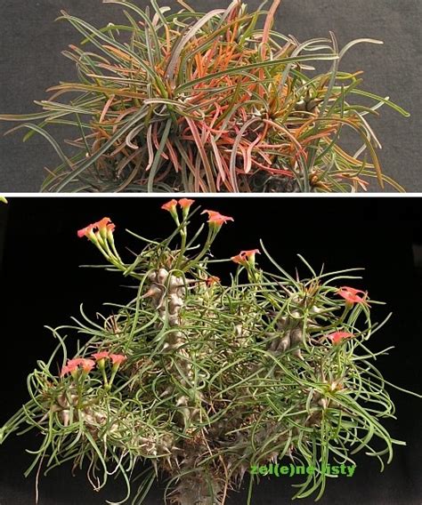 ZEL(e)NÉ LISTY - Werbář - sukulenty - Euphorbia gottlebei