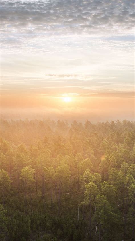 Download Wallpaper 540x960 Forest Trees Sun Light Nature Aerial