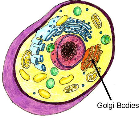 Golgi apparatus plant or animal cell. Golgi Bodies