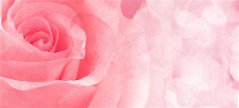 Beautiful Pink Rose Close Up — Stock Photo © Valphoto 20194251