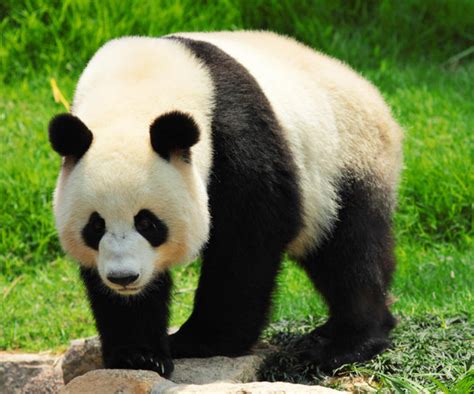 Giant Panda Wild Kratts Wiki Fandom