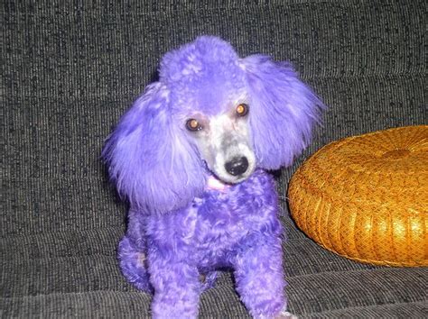 Buk Luk Purple 003 Purple Puppies Poodle