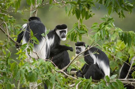 Find the perfect monkey cartoon black & white image. Uganda Rwanda Burundi Tour | East African Combined Safari