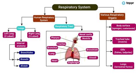 Breathing And Exchange Of Gases Mindmap