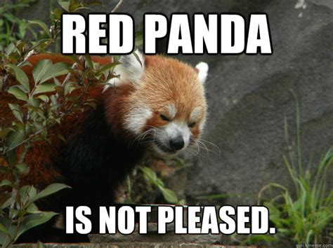 Angry Red Panda Memes Quickmeme