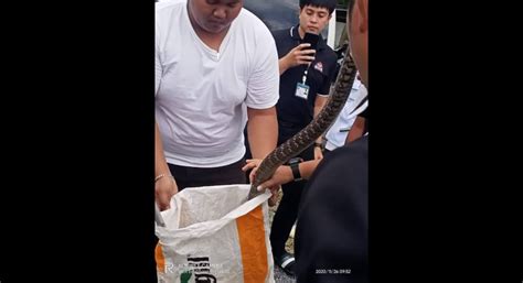 Snake Warning Issued As Another King Cobra Caught