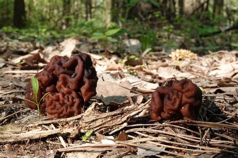 11 Most Poisonous Mushrooms In Kentucky You Must Not Eat