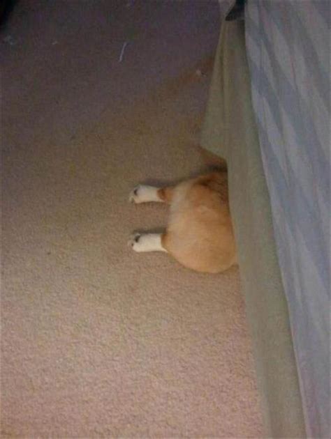 Dogs Playing Hide And Seek Is The Cutest Thing Youll See All Day 21
