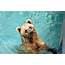 Check Out This Bear Swimming In A Residential Pool LA  Secret Los