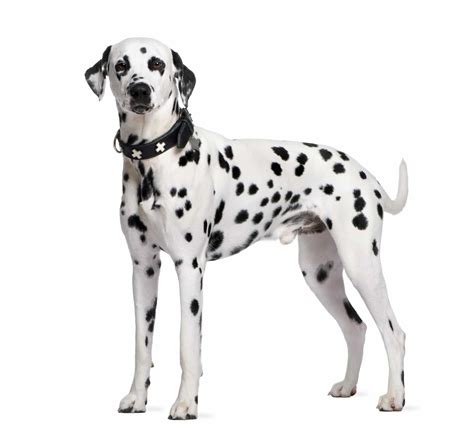 Dalmatiner Hund Charakter Ernährung Pflege Hundeo