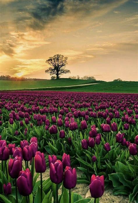 Tulipán Tulip Fields Beautiful Landscapes Beautiful Nature