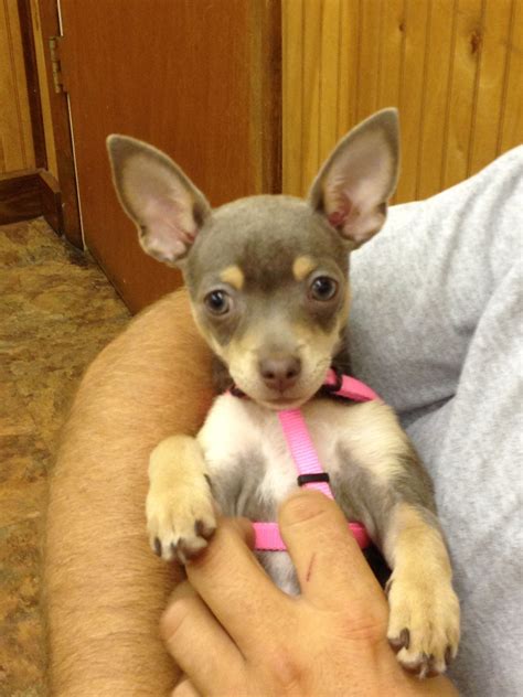 Pin By Kelley Seals On Pets Animals Min Pin Puppies Mini Pinscher