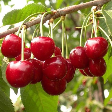 The tree's small white flowers bloom in the spring, and its edible fruit mature. Sweet Cherry Tree Seeds-20 Cherry Seeds Shrub Prunus ...
