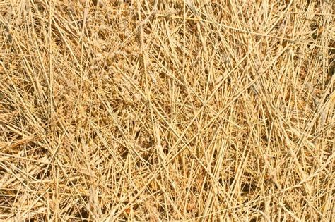 Background Dry Yellow Hay Grass Stock Photo Colourbox