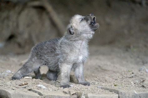 White Wolf Amazing Howling Wild Wolf Pups That Will Fill You With Awe
