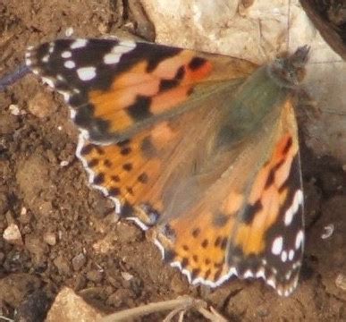 If you're not butterfly with large black spots, you might what to see the meaning behind all 3 colors: ותיקים חדשים - New Old-Timers: A trip to Park Adamit and ...