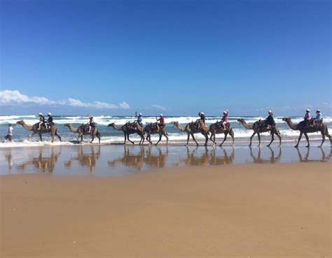 Why travel to the sahara when you can ride a camel along a sandy beach right here in anna bay? CAMEL RIDES - Holidays by the Bay