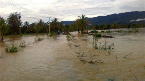 Sungai Way Haru Meluap Puluhan Hektare Sawah Di Lampung Barat Terendam
