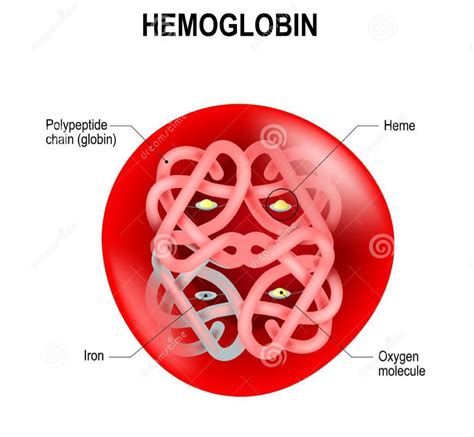 Red Blood Cells Diagram