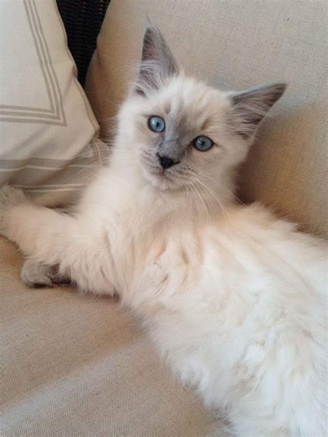 Grayson, Blue Point Ragdoll kitten | Ragdoll kitten, Cute animals, Cute