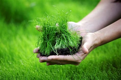 Rumput hias sudah menjadi pilihan yang lazim dalam desain eksterior taman. 6 Cara Menanam Rumput Jepang yang Baik dan Benar ...