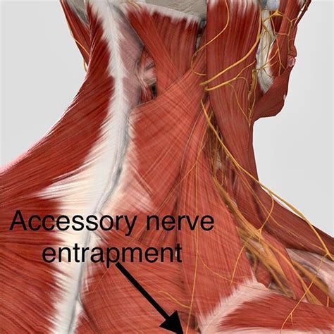 Trapezius Muscle Nerves