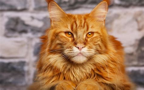 Some cats with heart disease show signs of collapse, or 'fainting'. KEEP CALM...but know about feline heart disease - Cat Care ...