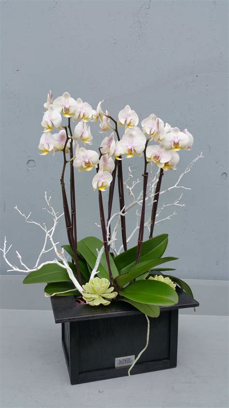 Mini Orchid Plants In Los Angeles Ca La Fleur By Tracy