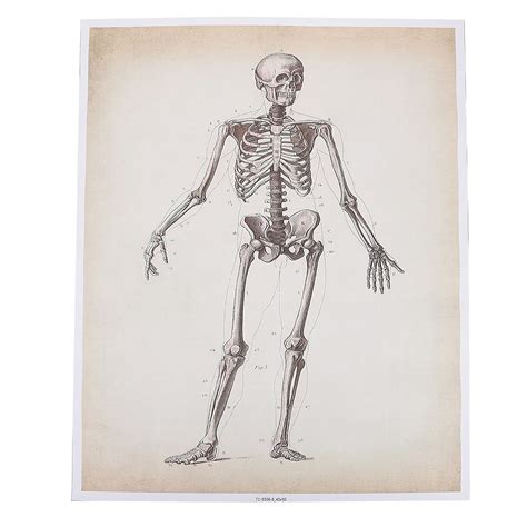 Buy Balacoo Anatomical Poster Set Human Anatomy Poster Muscular And Skeletal System Anatomical