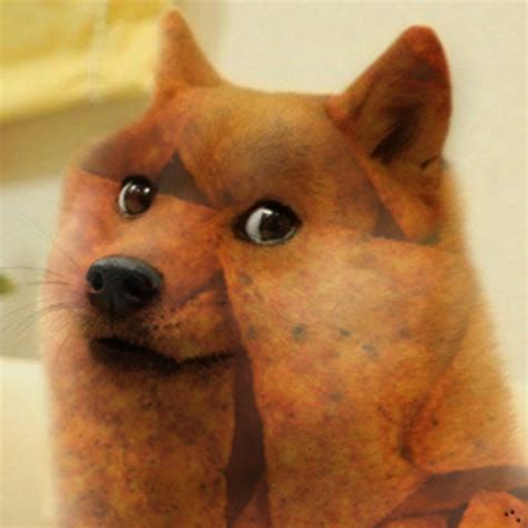 Image 662604 Doge Know Your Meme