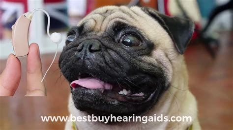 Best Buy Hearing Aids The Hearing Loss Pug Dog Youtube