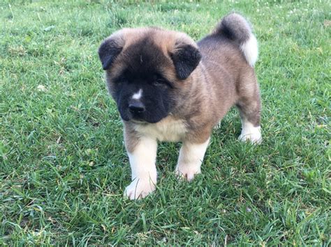 Family raised pups, all up to date on shots and dewormer. Akita Puppies For Sale | Grand Rapids, MI #221920