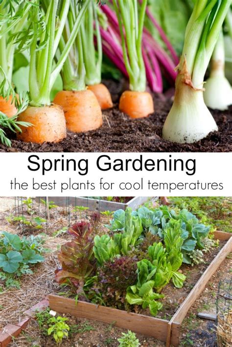 Spring Garden Vegetables To Plant Now Turning The Clock Back
