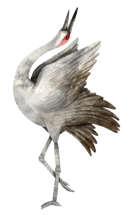 Watercolor Crane Bird Illustration 9373050 Png