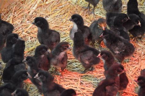 Murray Mcmurray Hatchery Black Star Started Pullets