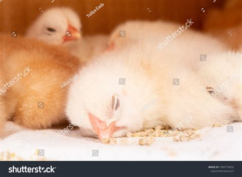 Baby Chickens Sleeping Cardboard Box Lined Stock Photo 1956779632
