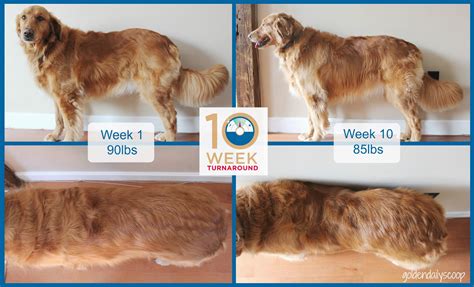 Maybe you would like to learn more about one of these? Golden Miley Dog Weight Loss Success With Hill's # ...