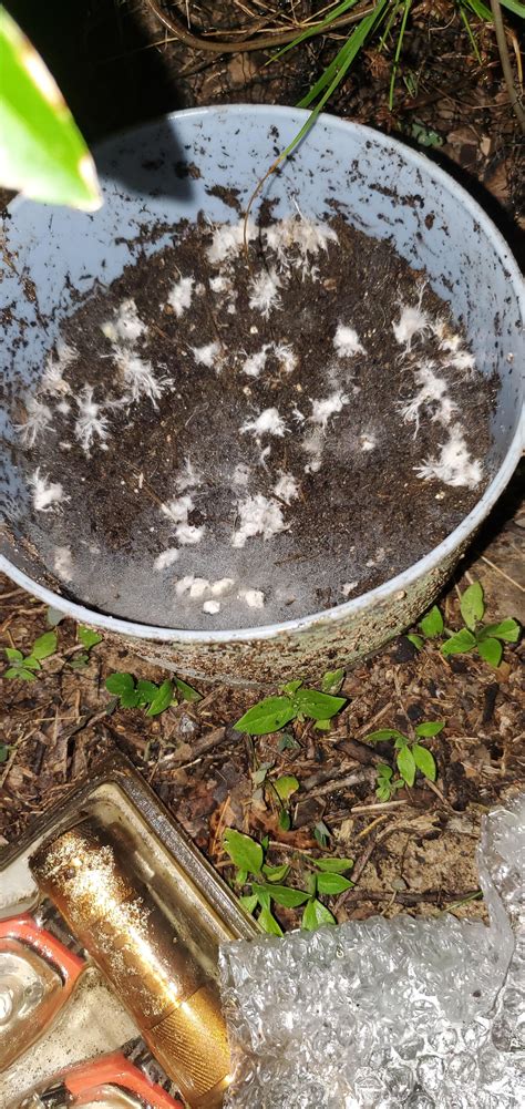 I Put Mycelium In A Flower Pot Outside Didnt Clean It Just Dumped