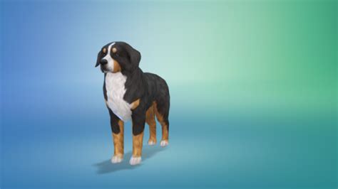 Bowlofpixels The Sims 4 Cap Dog Breeds And Presets Bernese