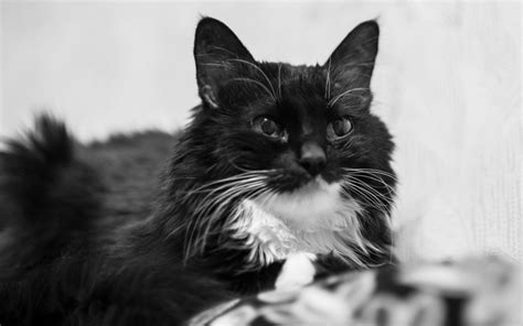 Wallpaper Eyes Couch Whiskers Maine Coon Black Cat Smile Kitten