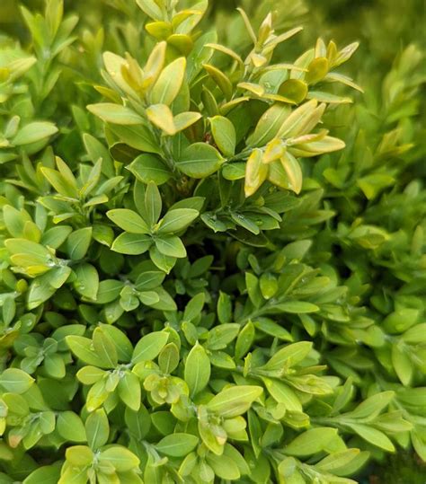 Buxus Microphylla Var Japonica Green Gem Green Gem Boxwood From