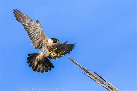 Peregrine Falcons Sky Hunters Tanya Loos