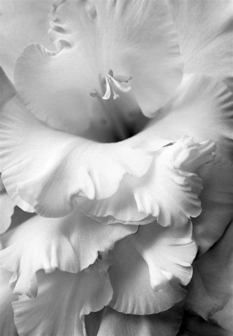 Grandiose Gladiola Flower Monochrome Art Print By Jennie Marie Schell