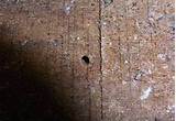 Images of Termite Mud Holes